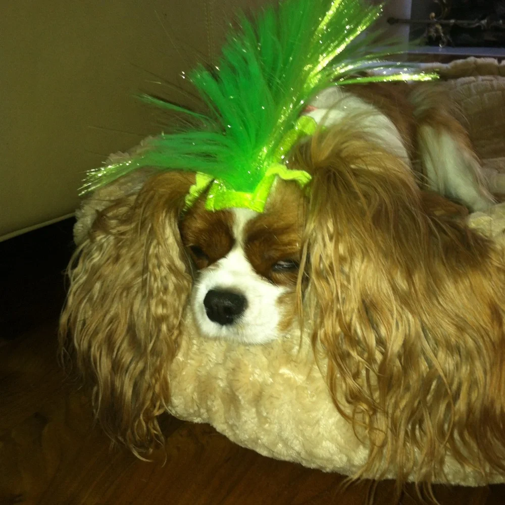 Pink and Green Halloween Dog Wigs